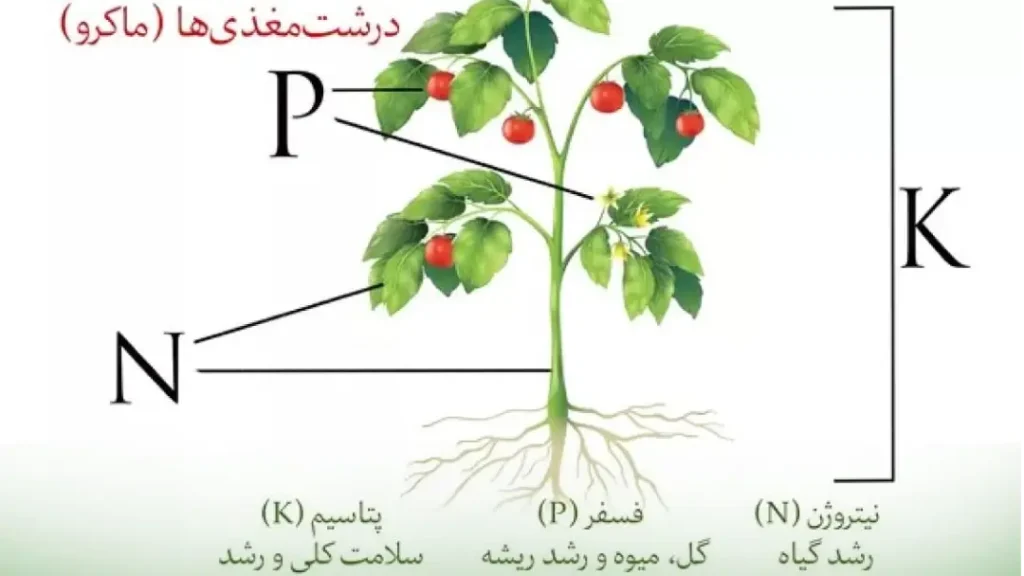 نقش هر یک از عناصر NPK در رشد گیاه